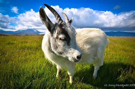 Icelandic Goat West Iceland Iceland Goats