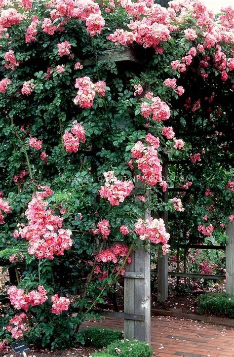 Extending Trellis For Climbing Roses 21 Rose Garden Landscape