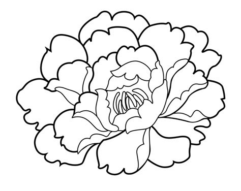 Carnation Flower Coloring Page Coloring Pages