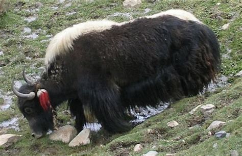 Yak Hides Rugs And Hides