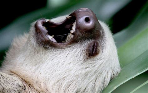 Podcast Why Are Sloths So Cute Greenpeace Usa