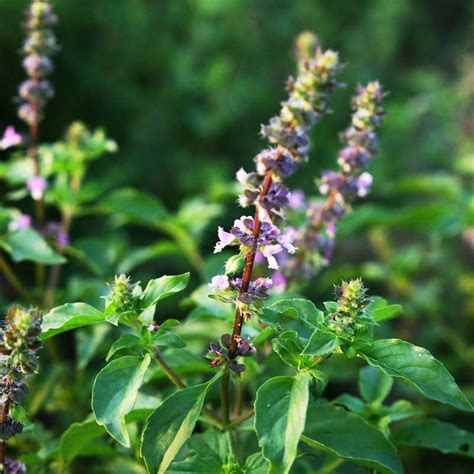 Krishna Tulsi Tulsi Black Plant Buy Tulsi Plant Online Lilplants