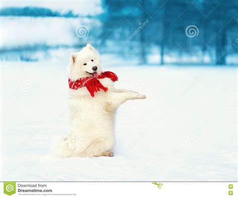 White Samoyed Dog In Red Scarf Stands On Hind Legs At Snow In Winter