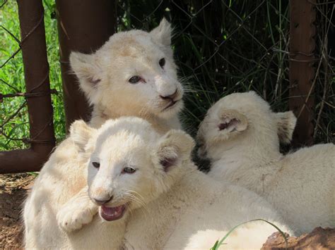 White Lion Cubs Cute Animals Animals Africa