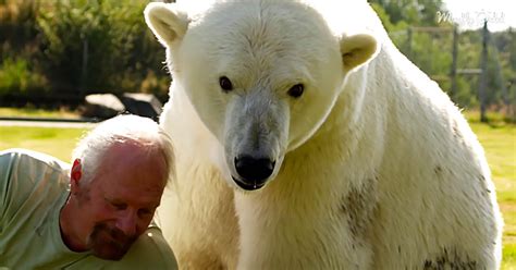 Polar Bear Purrs When Cuddling With Her Human Dad Madly Odd