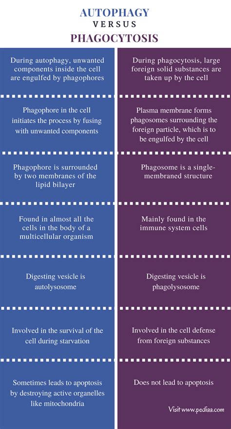 Difference Between Autophagy And Phagocytosis Pediaacom