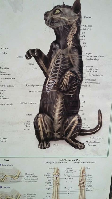 Cat Anatomy Anatomy Drawing Anatomy Art Cat Drawing Vet Tech School