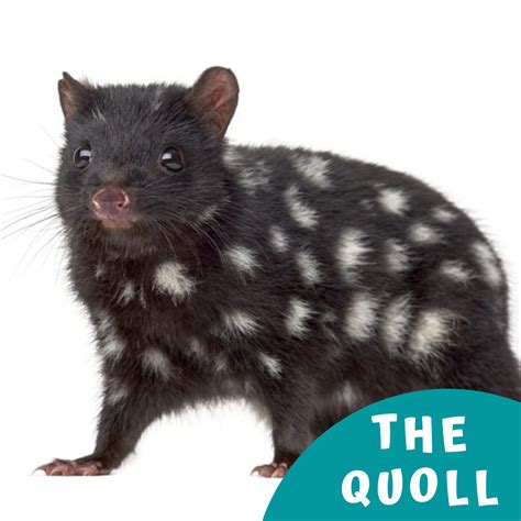 Quolls Are Catlike Carnivorous Marsupials And Are Native To Mainland
