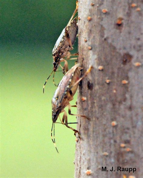 The Gathering Storm Brown Marmorated Stink Bug Halyomorpha Halys