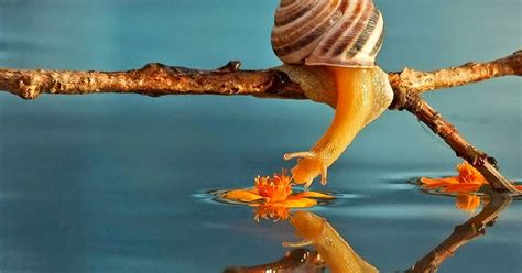 Gariskan jawapan yang betul 1. Open Minda: Koleksi Siput Babi yang Sangat Comel dan ...