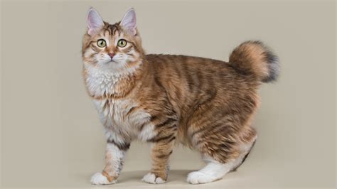 5 Facts About The Kurilian Bobtail The Most Unusual Russian Cat Breed