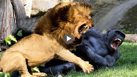 Lion Vs Gorilla Real Fight Amazing Animal