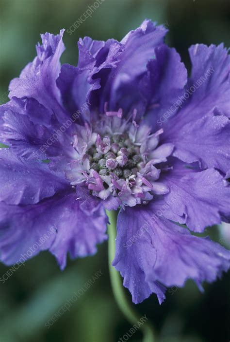Scabiosa Caucasica Flower Stock Image B7601596 Science Photo Library