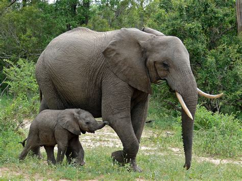 Hay 111000 Elefantes Menos Por La Caza Furtiva Noticias Tuslances