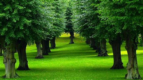 Green Trees Nature Landscape Green Plants Hd Wallpaper Wallpaper