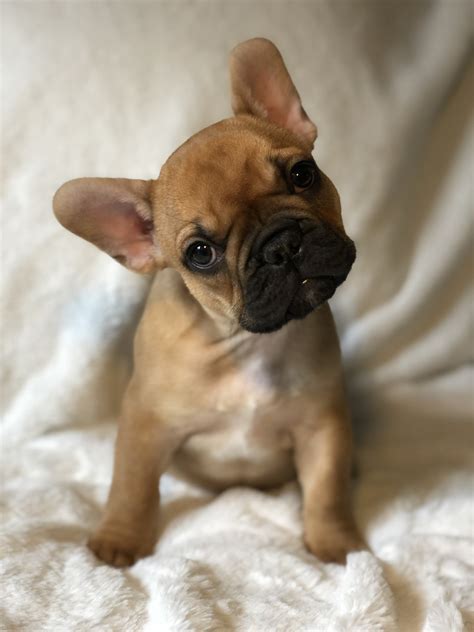 High quality french bulldog breeder located in south florida. French Bulldog Puppies For Sale | Pensacola, FL #289362