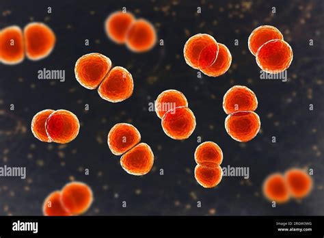 Streptococcus Pneumoniae Bacteria Illustration Stock Photo Alamy