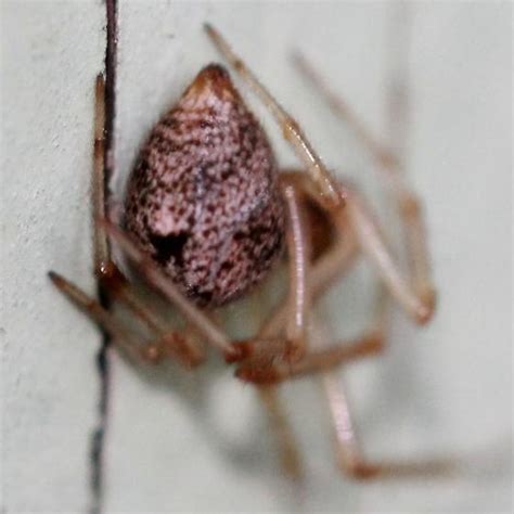 Common House Spider Ventral Parasteatoda Tepidariorum Bugguidenet