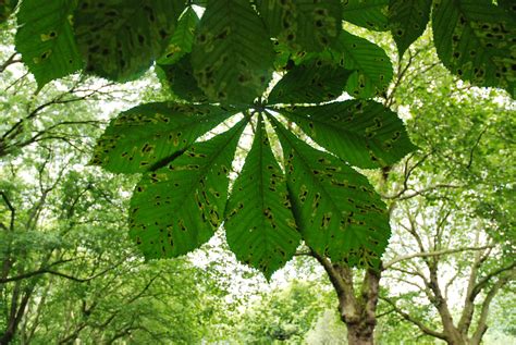 Holey Horse Chestnuts Herbology Manchester