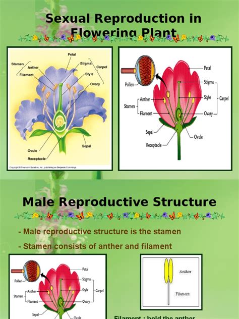 Sexual Reproduction In Flowering Plant Fertilisation Pollen