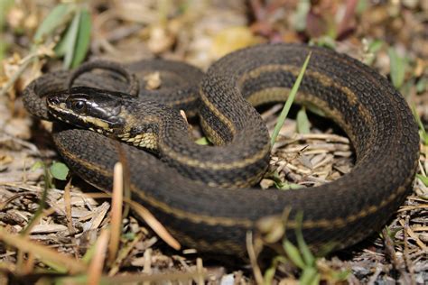 Saltmarsh Snake Florida Snake Id Guide