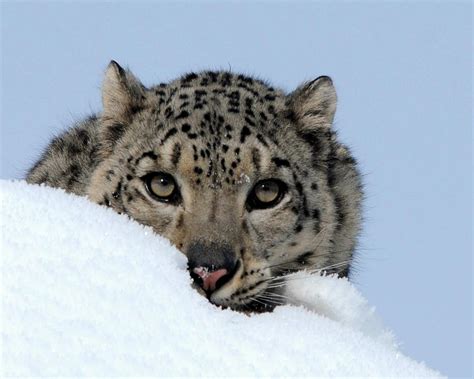 Snow Leopard Face Photograph By Jacki Pienta