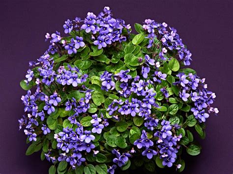 Looking for the best african violet pictures, photos & images? African Violet Varieties | HGTV