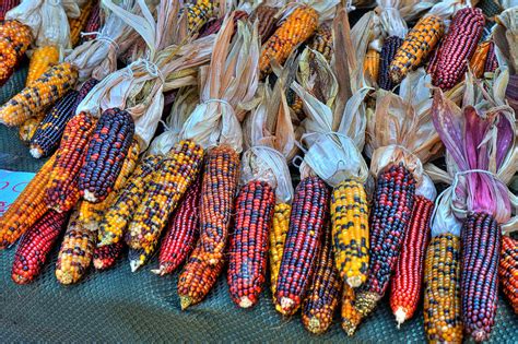 Indian Corn Photograph By Irene Cash
