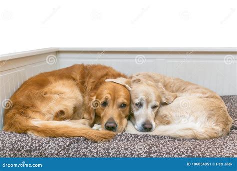 View Of Two Dogs Lying Stock Image Image Of Domestic 106854851