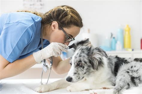 La Guida Delle Malattie Dei Cani Pi Comuni Il Blog Veterinario Amicovet