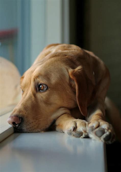 Sad Dog Sad Dogs Pinterest