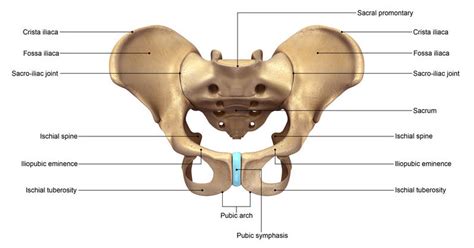 Osteitis Pubis Causes Symptoms Treatment And Prevention