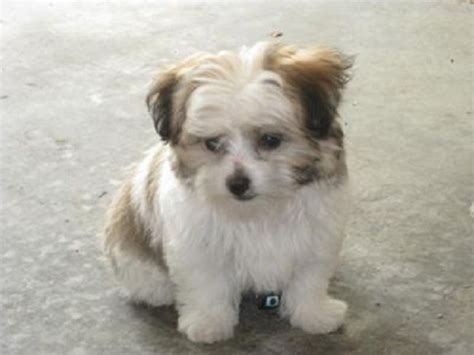 Maltese Yorkie Mix Puppies For Sale Cute Puppies Maltese Yorkie Mix