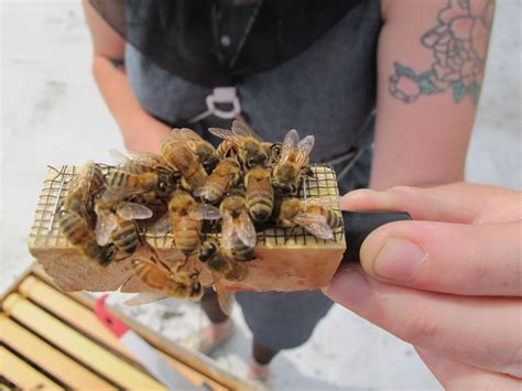 rooftop farm queen cage 2011 – Eagle Street Rooftop Farm | Grow your