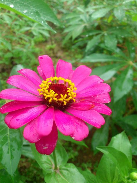 Bunga ini sebetulnya adalah bunga majemuk, tersusun dari ratusan hingga ribuan bunga kecil pada. Menakjubkan 19+ Bunga Matahari Nama Lain - Gambar Bunga HD