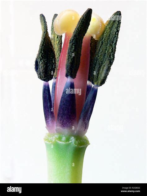 Anatomy Of Tulip Stock Photo Alamy