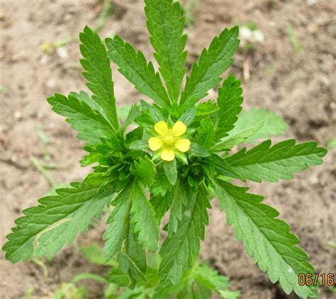 Maybe you would like to learn more about one of these? Cinquefoil - The Novice Farmer