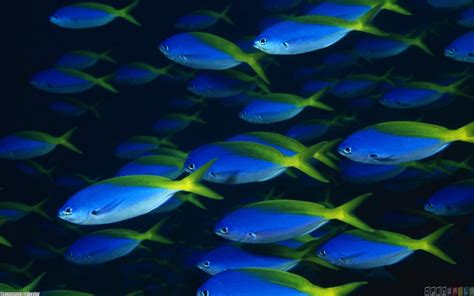 Blue Ocean Wallpaper With Fish Wallpapersafari