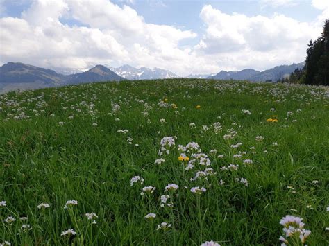 Mai sonnige maigrüße für dich. Maigrüsse (05.05.2020) - Stiftung Columban