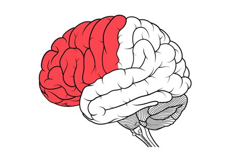 Los 4 Lóbulos Del Cerebro Anatomía Y Funciones