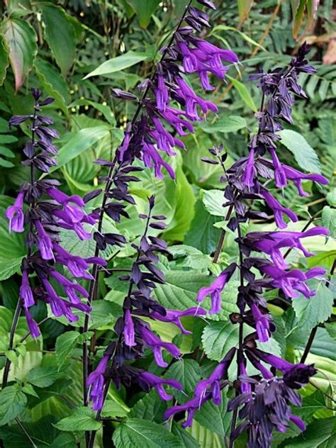 See more ideas about plants, shrubs, purple shrubs. Salvia Amistad - 1m tall / good for back border but not ...