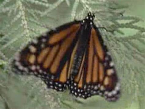 Voyage Of The Butterflier Xt Science Video Pbs Learningmedia