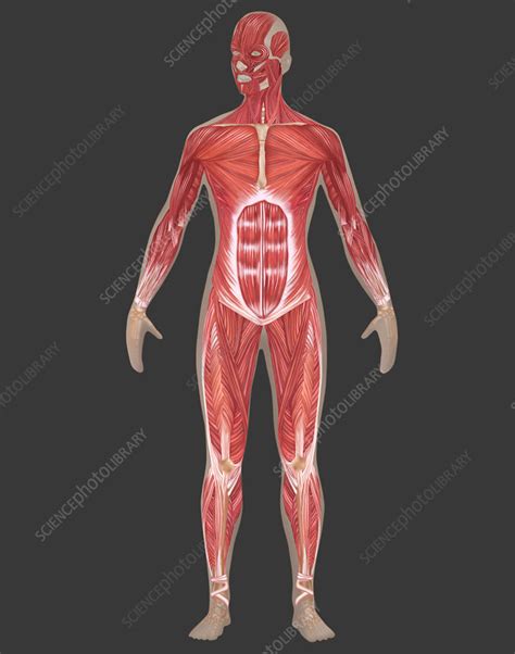 Muscular System Female Illustration Stock Image F0317279