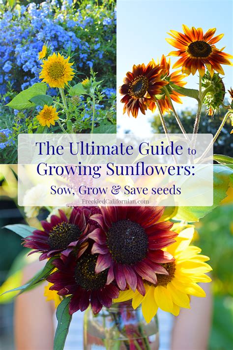 How to grow sunflowers and take care of them. How to Grow Sunflowers~Sow, Grow, and Save Seed | Freckled ...