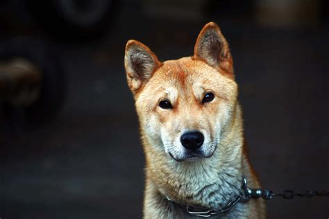 An anxious dog can be very destructive. 7 Korean Dog Breeds Better than K-POP (DOGS OF KOREA)