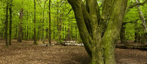 Restoring ancient woodland | National Trust