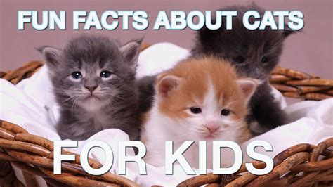 Fun Facts About Cats For Kids Youtube