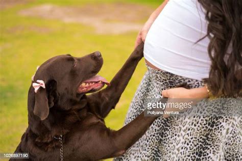 Pregnant Furry Photos And Premium High Res Pictures Getty Images