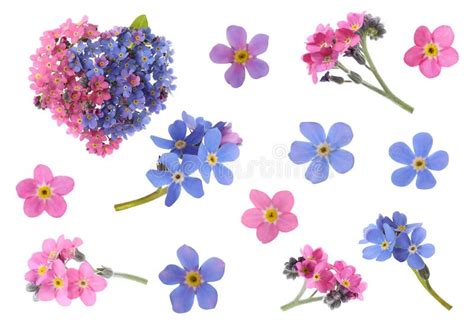 Set With Beautiful Tender Forget Me Not Flowers On White Background