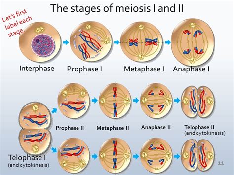 Telophase 1 Meiosis